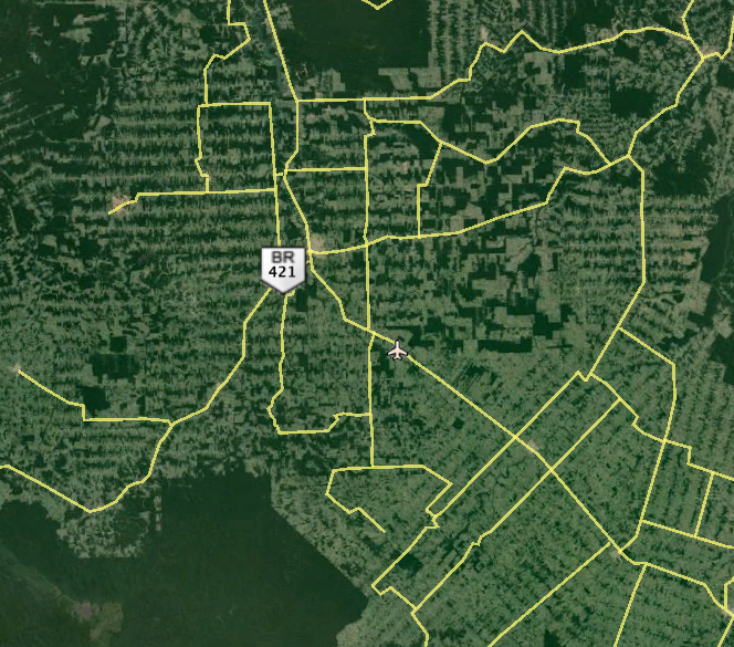 Amazon Jungle After Humans